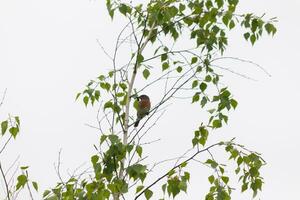 This little bluebird sits perched in the branch of this tree. He is surrounded by green leaves and is attempting to blend in. The beautiful blue body with rusty orange belly stands out. photo