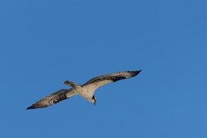 This beautiful osprey bird was flying in the clear blue sky when this picture was taken. Also known as a fish hawk, this raptor looks around the water for food to pounce on. photo