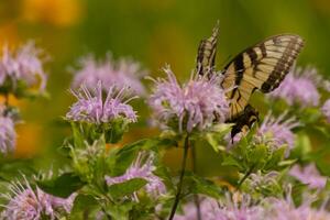 Butterfly coming out into the wildflower field for some nectar. The eastern tiger swallowtail has her beautiful black and yellow wings stretched out. Her legs holding onto a wild bergamot flower. photo