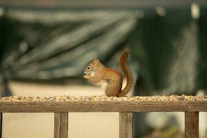 This cute little red squirrel came out to the railing of my deck. His cute little dark eyes looking satisfied. His fluffy tail out to keep him balance. This little rodent is surrounded by birdseed. photo