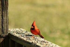 esta hermosa rojo cardenal llegó fuera a el marrón de madera barandilla de el cubierta para alimento. su hermosa mohawk en pie Derecho arriba con su negro mascarilla. esta pequeño aviar es rodeado por alpiste. foto