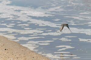 Beautiful sanderling shorebirds caught in flight when I took the picture. I love the look of their wings and how they seem to have black and white streaks. This flock seemed to stick together. photo