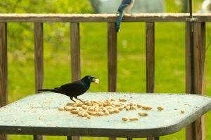 This beautiful grackle came out for a peanut. The black bird has a nut in his mouth. The yellow eye seems to glow and looks menacing. The feathers have a blue shine to them when hit by the sun. photo