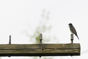 esta oriental pájaro real estaba encaramado en parte superior de esta correo. ellos son un especies de tirano papamoscas. su pico abierto. su gris plumas mirando bonito en contra el mierda barriga. esta visto en contra un blanco cielo. foto