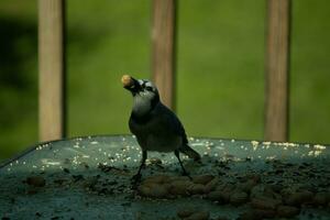 This cute little blue jay came out to visit my deck the other day. I love the look of the peanut in his beak and the dark look of this image. This bird's cute little blue feathers really stand out. photo