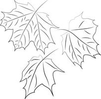 Maple leaves. Line art. Leaves drawn with black lines. High quality vector illustration.
