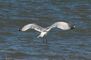 Beautiful seagull taking off from the black rocks of the jetty. This large shorebird has wings spread open to glide on the winds coming off the ocean. He has pretty black, grey, and white feathers. photo