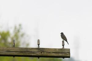 This eastern kingbird was perched on top of this post. They are a species of tyrant flycatchers. His grey feathers looking pretty against the shite belly. This seen against a white sky. photo