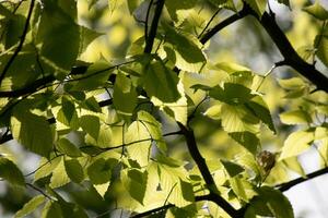 These are the leaves of the American beech tree. The oval looking leaf with the jagged edges all around. The sunlight catching the leaves in the branches, almost making them glow. photo