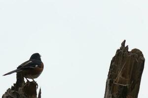 This Baltimore Oriole is perched on this wooden post in the field. His beautiful black, orange, and white body standing out against the white background. This is a migratory bird. photo