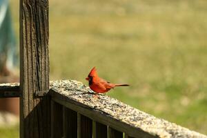 esta hermosa rojo cardenal llegó fuera a el marrón de madera barandilla de el cubierta para alimento. su hermosa mohawk en pie Derecho arriba con su negro mascarilla. esta pequeño aviar es rodeado por alpiste. foto