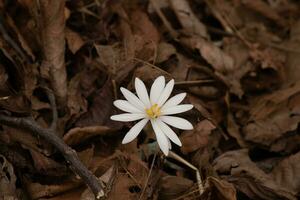 esta sanguinaria flor silvestre se sienta entre el marrón hojas en el bosque. el largo blanco pétalos extensión fuera desde el amarillo centro. esta flor es un bonito parche de color ese soportes afuera. foto