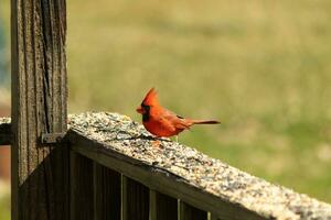 This beautiful red cardinal came out to the brown wooden railing of the deck for food. His beautiful mohawk standing straight up with his black mask. This little avian is surrounded by birdseed. photo