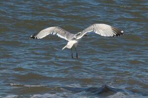Beautiful seagull taking off from the black rocks of the jetty. This large shorebird has wings spread open to glide on the winds coming off the ocean. He has pretty black, grey, and white feathers. photo
