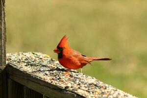 This beautiful red cardinal came out to the brown wooden railing of the deck for food. His beautiful mohawk standing straight up with his black mask. This little avian is surrounded by birdseed. photo