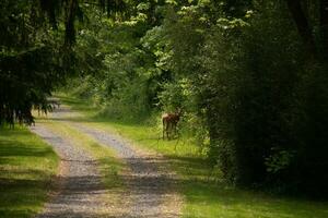 This pretty deer was standing on the side of the path. Her pretty brown color standing out from the green vegetation. The grey stone of the driveway adding to the colors. photo