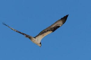 This beautiful osprey bird was flying in the clear blue sky when this picture was taken. Also known as a fish hawk, this raptor looks around the water for food to pounce on. photo