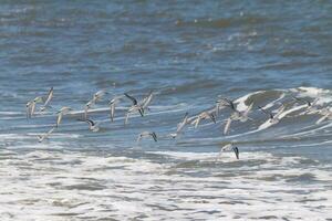 Beautiful sanderling shorebirds caught in flight over the water. I love the look of their wings and how they seem to have black and white streaks. This flock seemed to stick together. photo