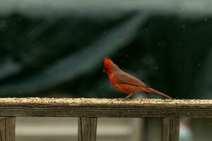 This beautiful male cardinal came out to the railing of the deck for some birdseed. The pretty bird id a bright red color and almost reminds you of Christmas. The little black mask stands out. photo