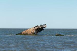 hundido Embarcacion de capa mayo nuevo jersey. esta barco se sienta apagado el costa de puesta de sol playa. el oxidado marrón buque se sienta saliente desde el agua y ofertas refugio a aves me gusta el doble cresta cormorán. foto