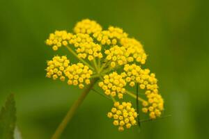 esta hermosa dorado Alejandro flor silvestre estaba visto en el medio de el campo cuando esta imagen estaba tomado. yo amor el pequeño amarillo flores de esta planta agrupados juntos en vainas foto