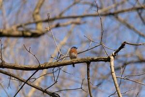 Cute little bluebird sat perched on this tree branch to look around for food. His rusty orange belly with a white patch stands out from the blue on his head. These little avian feels safe up here. photo
