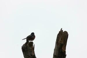 This Baltimore Oriole is perched on this wooden post in the field. His beautiful black, orange, and white body standing out against the white background. This is a migratory bird. photo