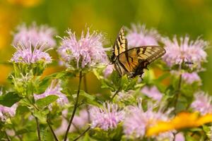 Butterfly coming out into the wildflower field for some nectar. The eastern tiger swallowtail has her beautiful black and yellow wings stretched out. Her legs holding onto a wild bergamot flower. photo