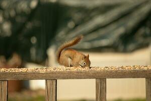 This cute little red squirrel came out to the railing of my deck. His cute little dark eyes looking satisfied. His fluffy tail out to keep him balance. This little rodent is surrounded by birdseed. photo