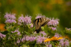 Butterfly coming out into the wildflower field for some nectar. The eastern tiger swallowtail has her beautiful black and yellow wings stretched out. Her legs holding onto a wild bergamot flower. photo