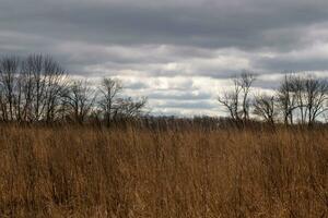 Beautiful field in the middle of a nature preserve. The tall brown grass all over showing the Fall season. You can see tall trees in the background. Grey sky with clouds all over in the distance. photo