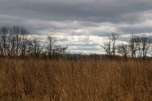 hermosa campo en el medio de un naturaleza preservar. el alto marrón césped todas terminado demostración el otoño estación. usted lata ver alto arboles en el antecedentes. gris cielo con nubes todas terminado en el distancia. foto