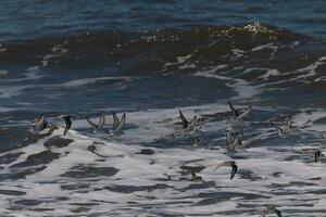 Beautiful sanderling shorebirds caught in flight over the water. I love the look of their wings and how they seem to have black and white streaks. This flock seemed to stick together. photo