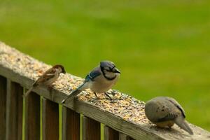 This cute little blue jay bird seemed quite inquisitive as it was perched on the wooden railing. His head tilted to the side to focus. He was in between a mourning dove and a sparrow. photo