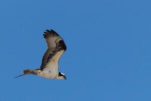 This beautiful osprey bird was flying in the clear blue sky when this picture was taken. Also known as a fish hawk, this raptor looks around the water for food to pounce on. photo