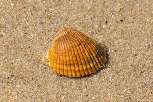 This pretty blood ark seashell lay on the sand from being washed up by the surf. I love the way these look like fans and ridges, like a scallop shell with different shades of brown. photo