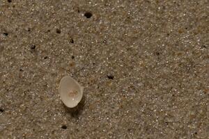 This beautiful clam shell was upside down on the beach when I tool the picture. The little bit of sand lay in it. I loved the look of the sand and tiny pebbles that surrounded it and the texture. photo