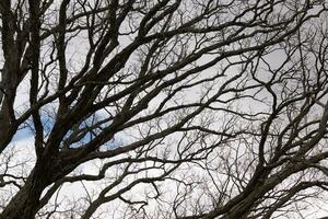 Bare branches of a tree reaching out. The long limbs are without leaves due to the Fall season. Looking like tentacles or a skeletal structure. The blue sky can be seen in the back with white clouds. photo