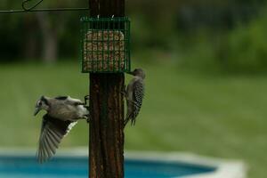 Two birds out together for some food. These avians came for some suet on the post. The blue jay has his wing outstretched getting ready for flight. The red-bellied woodpecker is clinging to the post. photo