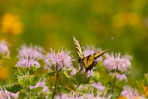 Butterfly coming out into the wildflower field for some nectar. The eastern tiger swallowtail has her beautiful black and yellow wings stretched out. Her legs holding onto a wild bergamot flower. photo