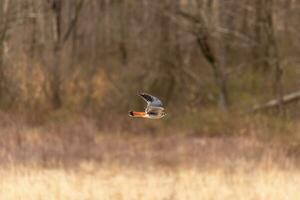 Kestrel flying across a field. This bird, also known as a sparrow hawk is the smallest falcon. The pretty orange and blue of the plumage stands out among the brown foliage depicting the Fall season. photo