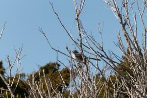 This cute little mockingbird sat posing in the tree when I took the picture. The branches he sat in did not have any leaves to hide him. The Winter season is just ending and Spring is arriving. photo