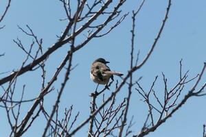 esta linda pequeño sinsonte se sentó posando en el árbol cuando yo tomó el fotografía. el ramas él se sentó en hizo no tener ninguna hojas a esconder a él. el invierno temporada es sólo finalizando y primavera es llegando foto