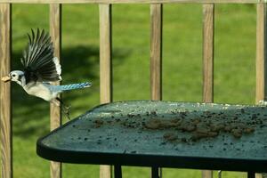 I love the look of this blue jay frozen in the air. This bird was just taking off from the table and is leaving with a peanut in his beak. His beautiful outstretched wings with pretty blue feathers. photo