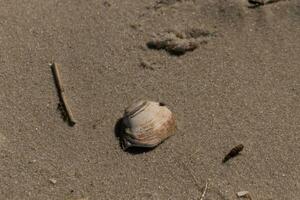 Little clam shell sitting in the sand. This white seashell that looks weathered with the brown markings lays on the beach from the surf washing it ashore. The brown grains of sand all around. photo