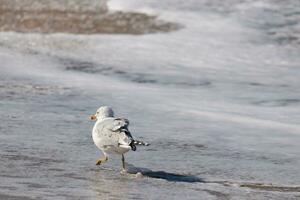 esta grande Gaviota es en pie a el playa alrededor el agua en buscar de alimento. el gris, blanco, y negro plumas de esta aves playeras estar fuera desde el marrón arena y Oceano agua. foto