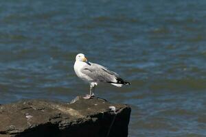 This majestic looking ring-billed seagull was standing on the jetty at the time I look this picture. This shorebird is what you visualize when going to the beach. The pretty grey and white feathers. photo