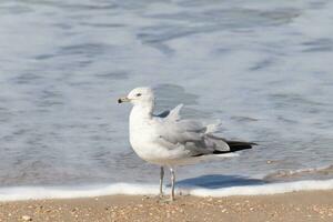 This large seagull is standing at the beach around the water in search of food. The grey, white, and black feathers of this shorebird stand out from the brown sand and ocean water. photo