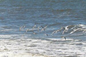 Beautiful sanderling shorebirds caught in flight over the water. I love the look of their wings and how they seem to have black and white streaks. This flock seemed to stick together. photo