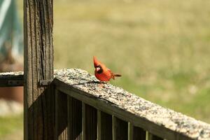 This beautiful red cardinal came out to the brown wooden railing of the deck for food. His beautiful mohawk standing straight up with his black mask. This little avian is surrounded by birdseed. photo